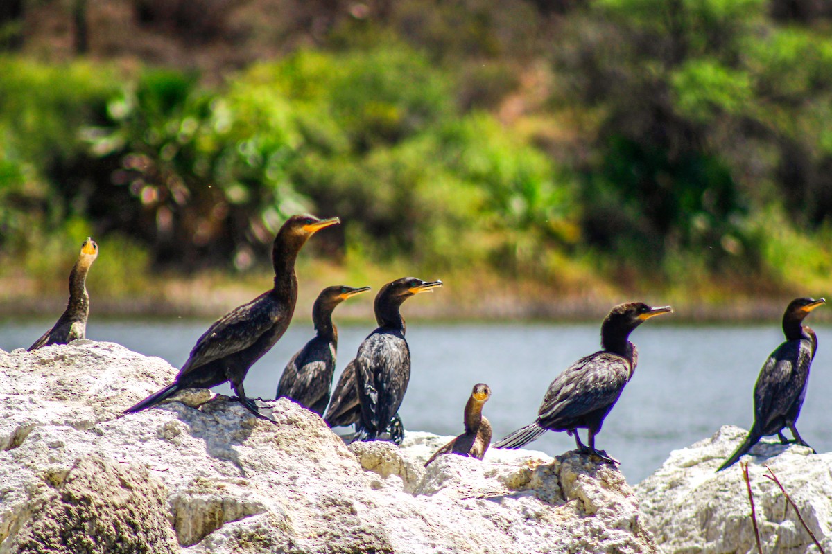 Neotropic Cormorant - ML647331597