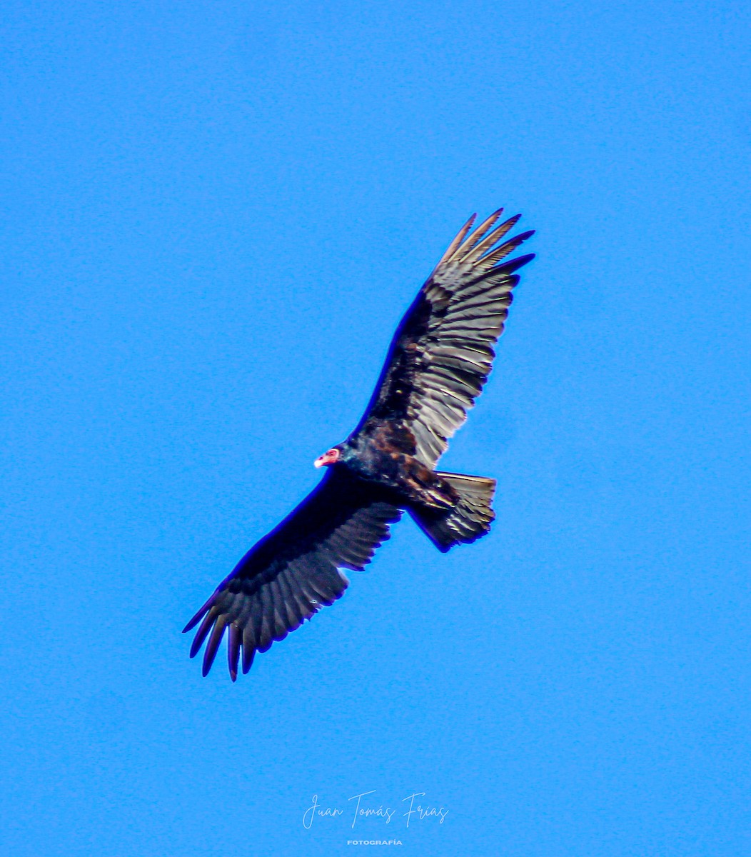 Turkey Vulture - ML647331608