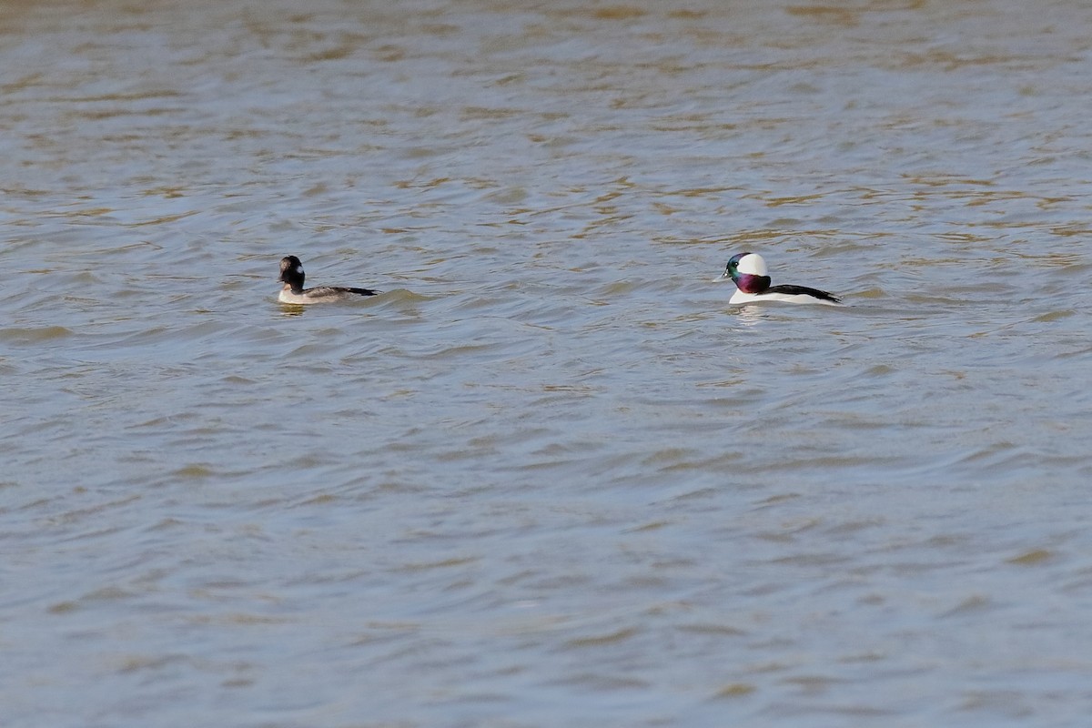 Bufflehead - ML647331609