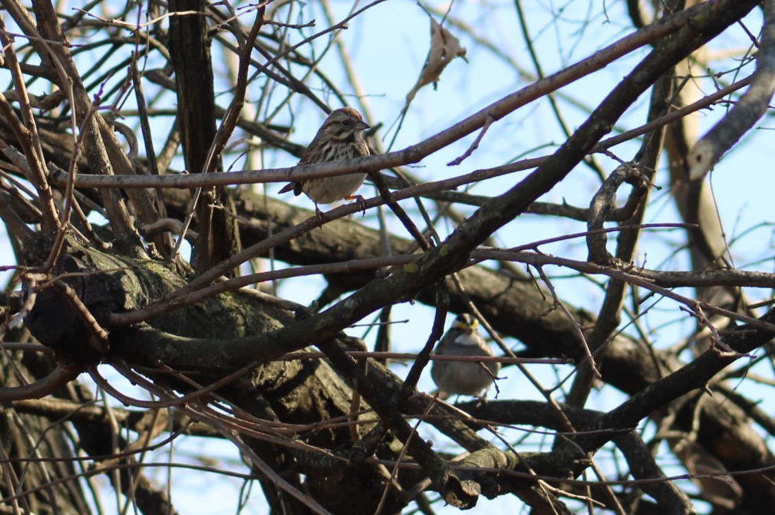 Song Sparrow - ML647331614