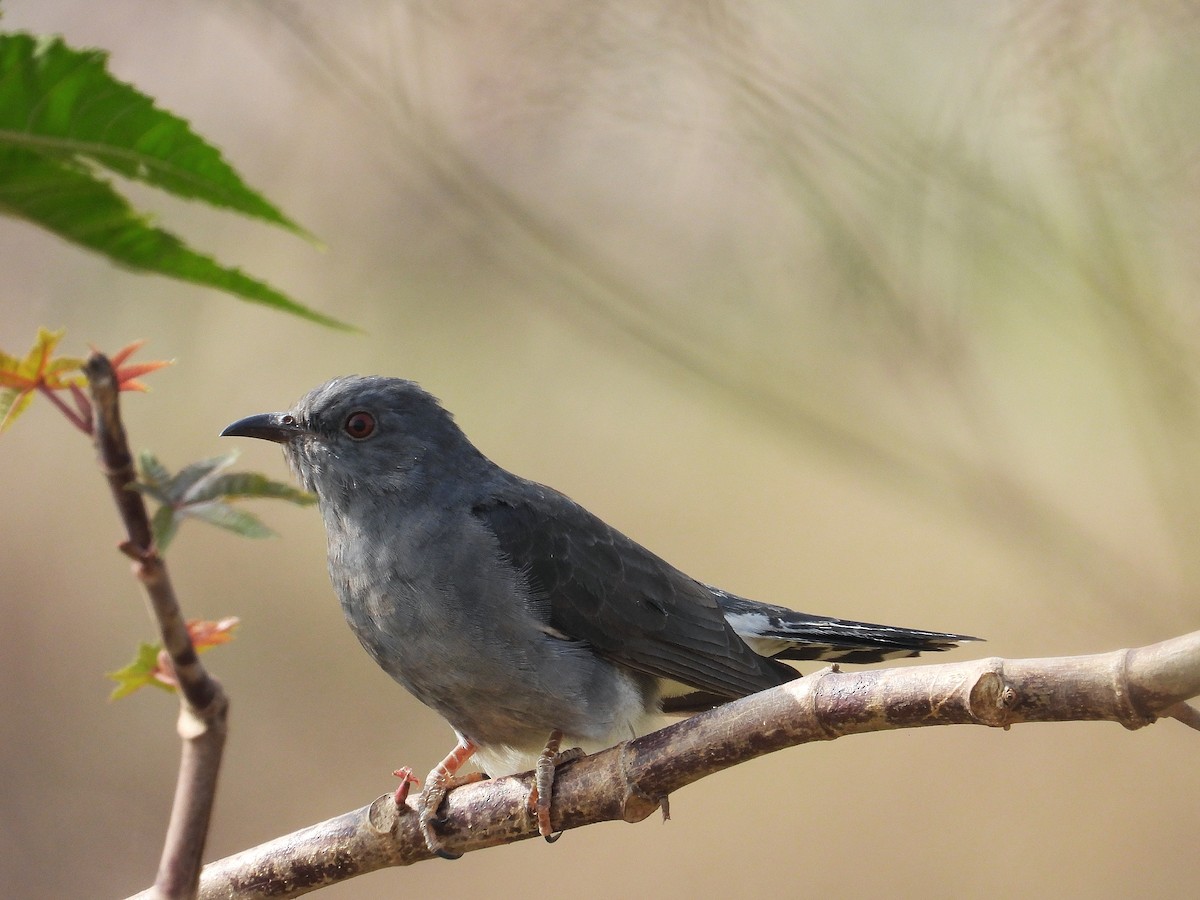 Gray-bellied Cuckoo - ML647331615