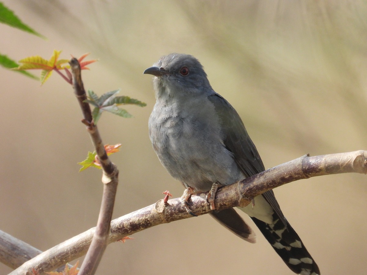 Gray-bellied Cuckoo - ML647331616