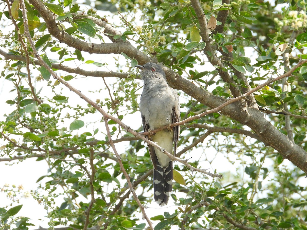 Gray-bellied Cuckoo - ML647331617