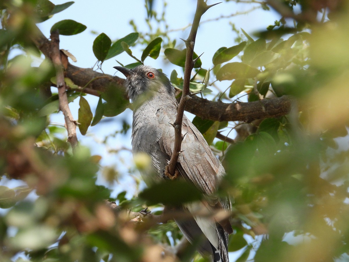 Gray-bellied Cuckoo - ML647331618