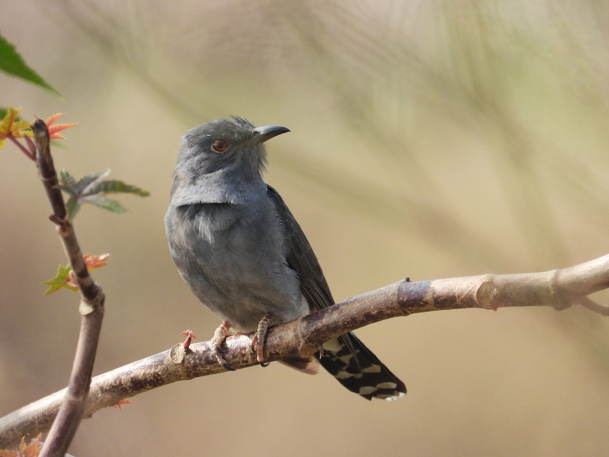 Gray-bellied Cuckoo - ML647331619
