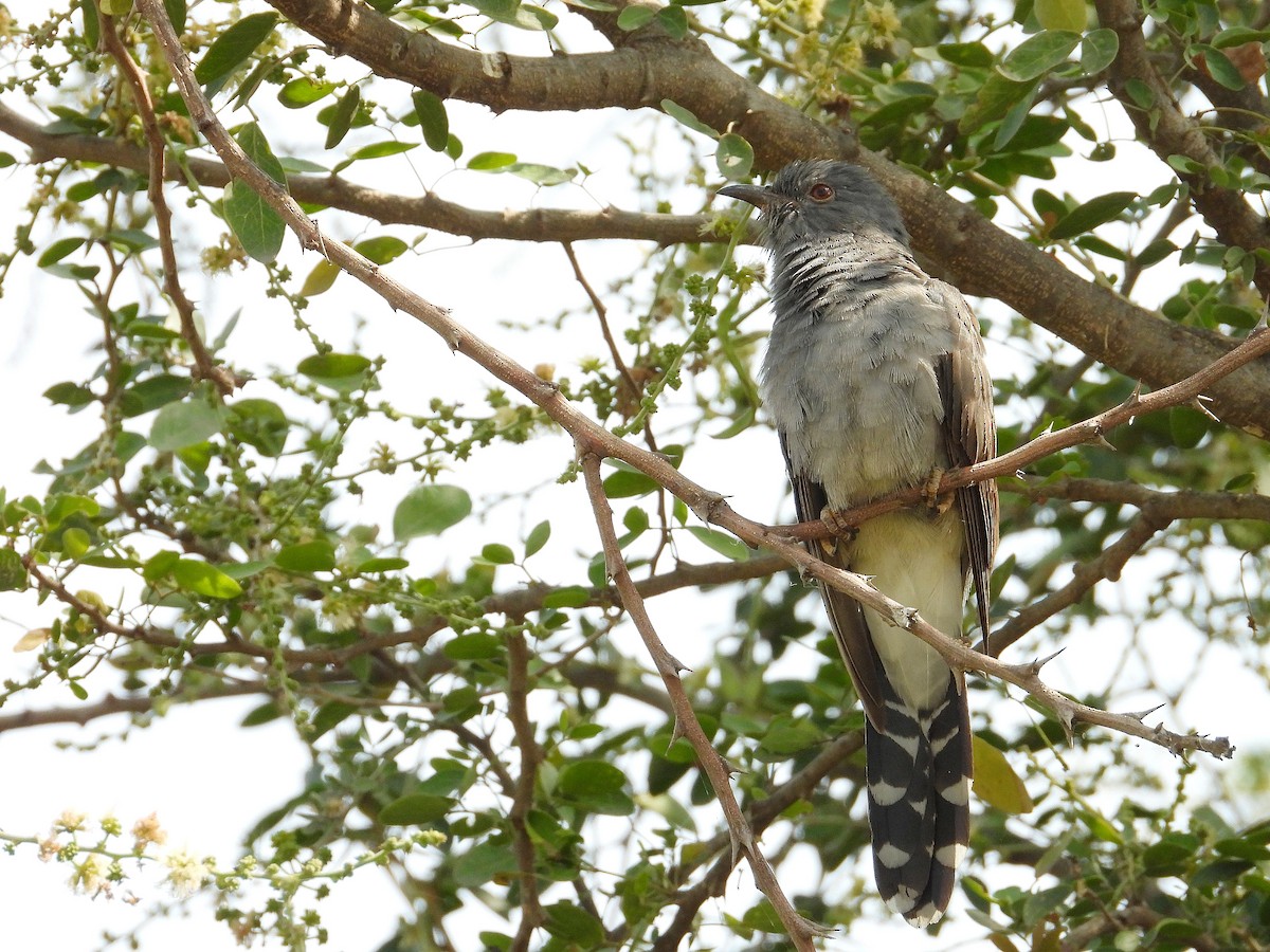 Gray-bellied Cuckoo - ML647331620
