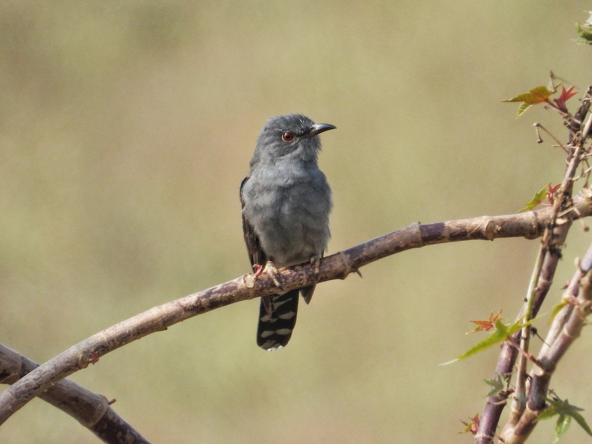 Gray-bellied Cuckoo - ML647331621