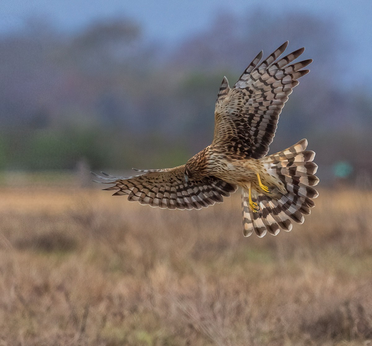 Mirotz zuri iparramerikarra - ML647331628