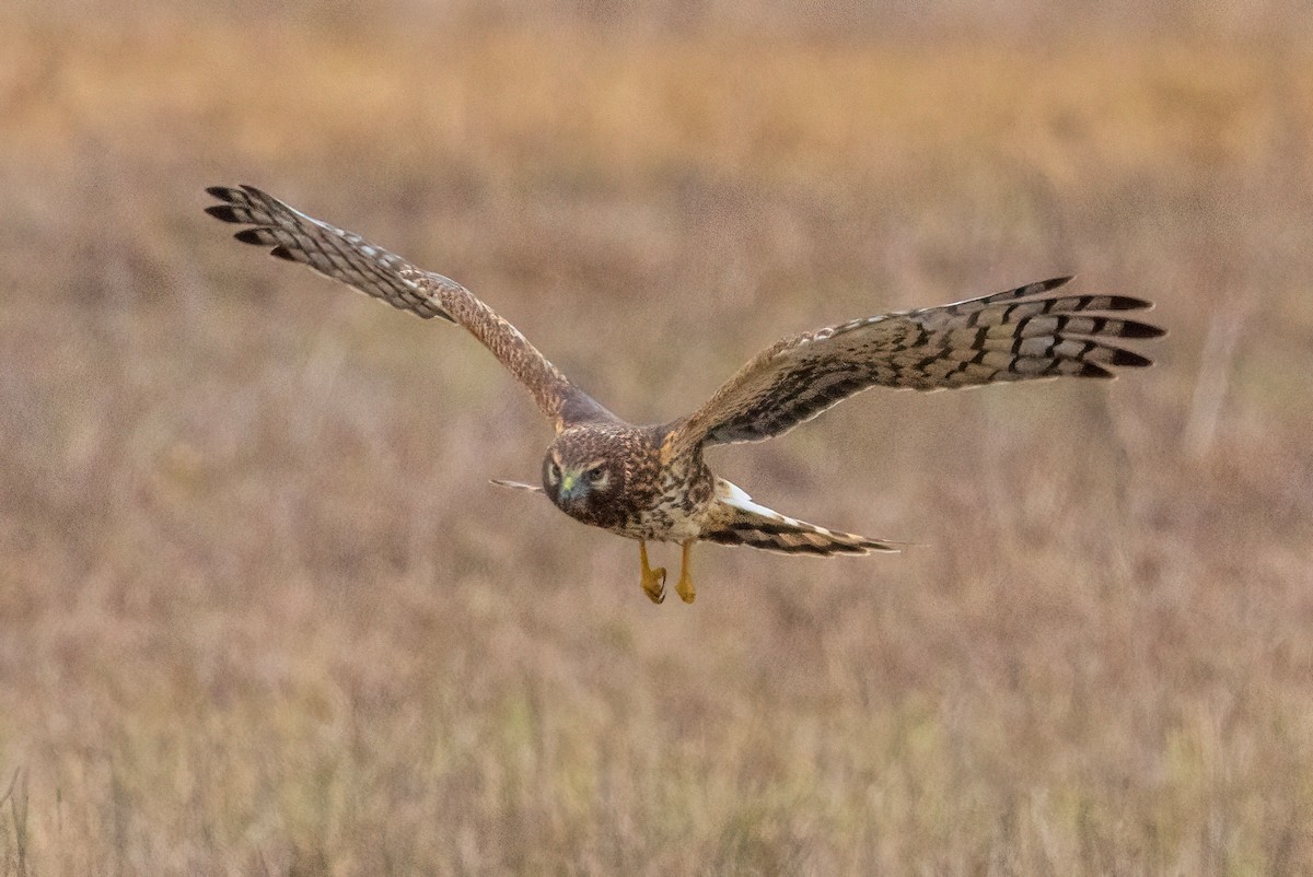 Mirotz zuri iparramerikarra - ML647331630