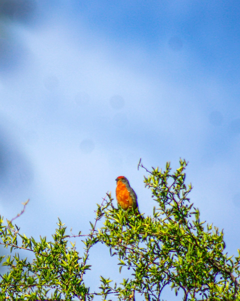 White-tipped Plantcutter - ML647331632