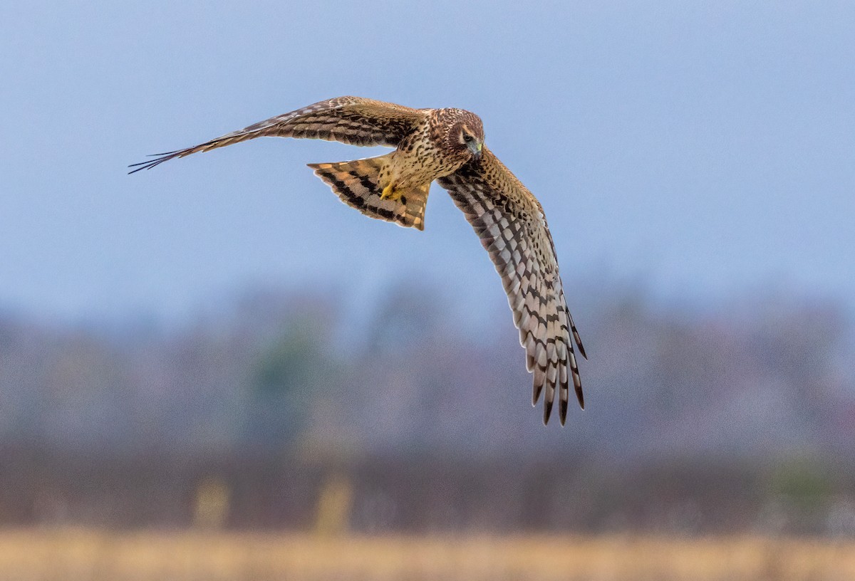 Mirotz zuri iparramerikarra - ML647331633