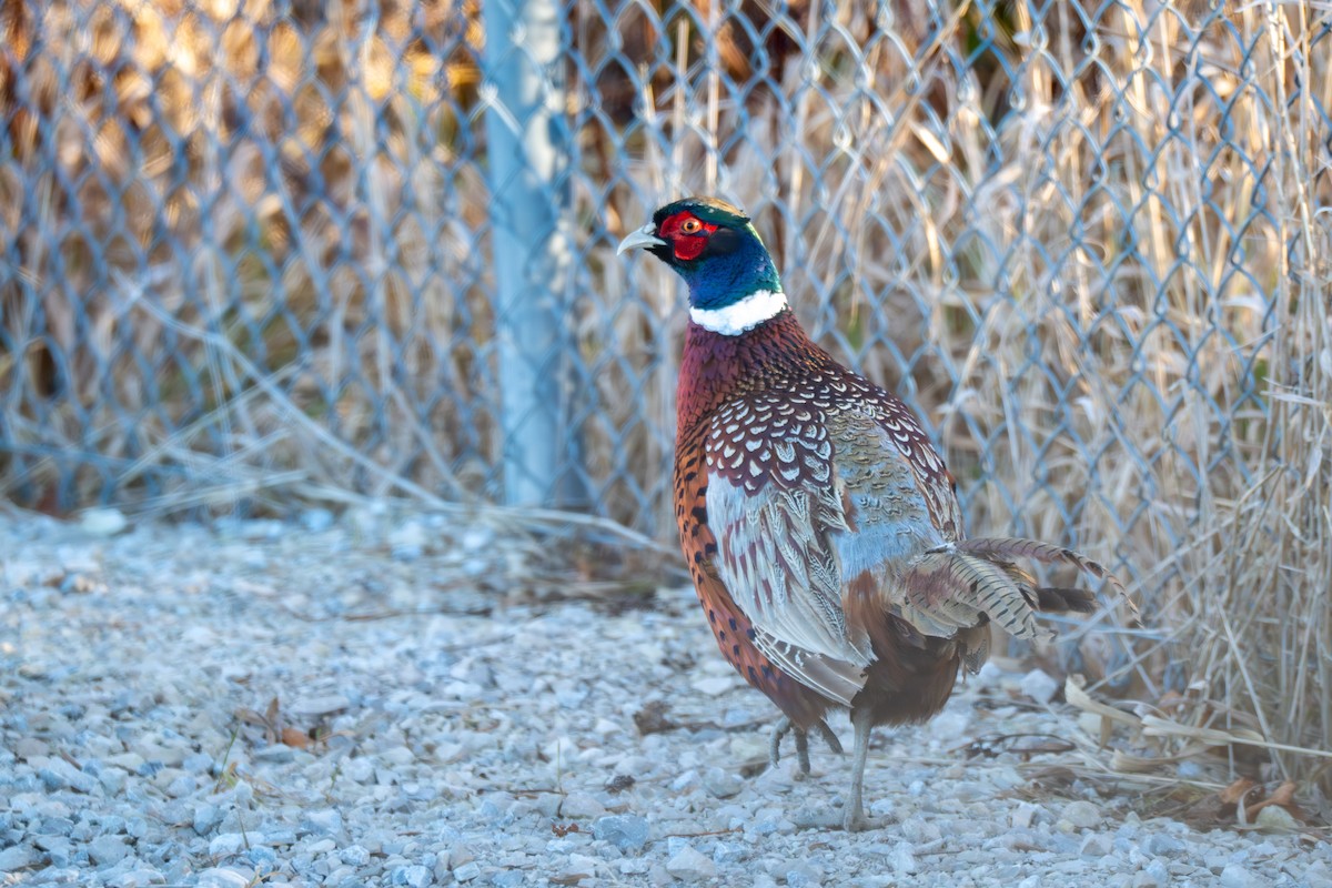 Фазан - ML647331634