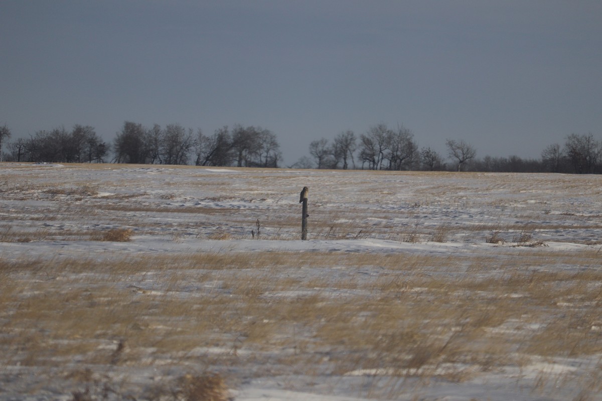 kalous pustovka - ML647331635