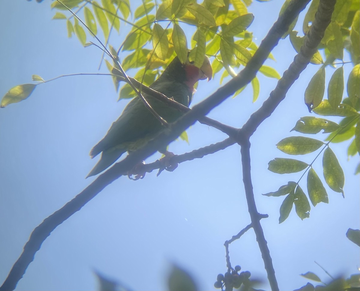 Cuban Amazon - ML647331637