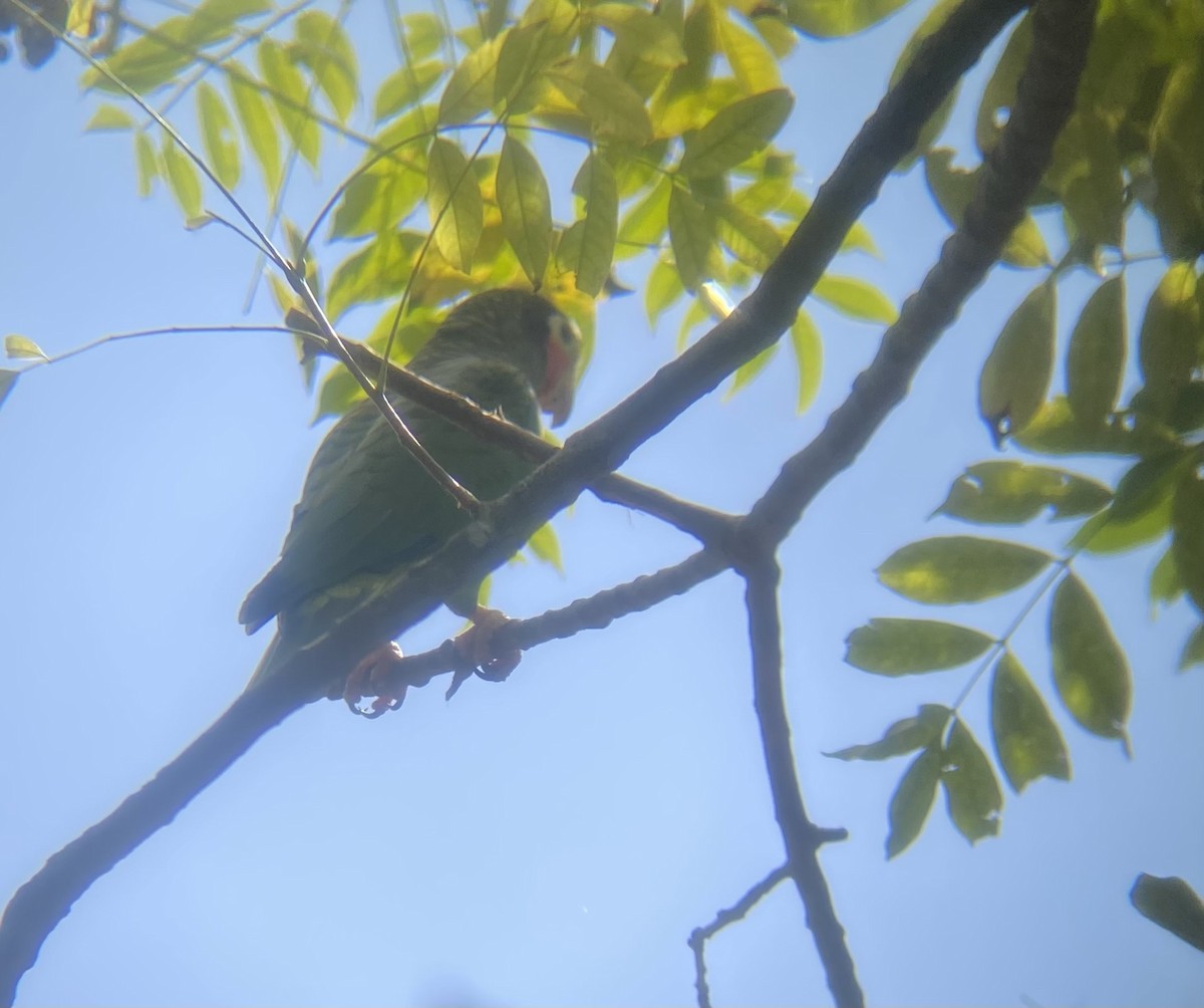 Cuban Amazon - ML647331638