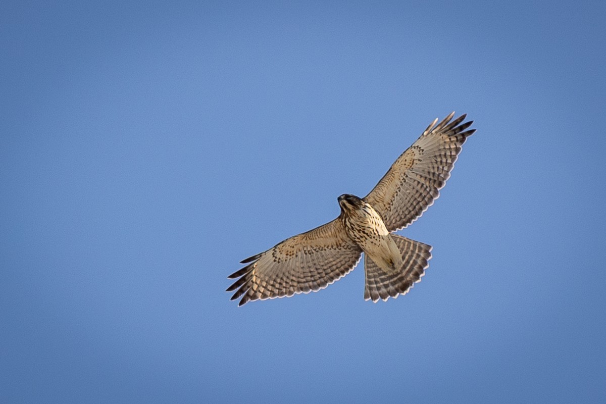 Red-shouldered Hawk - ML647331642