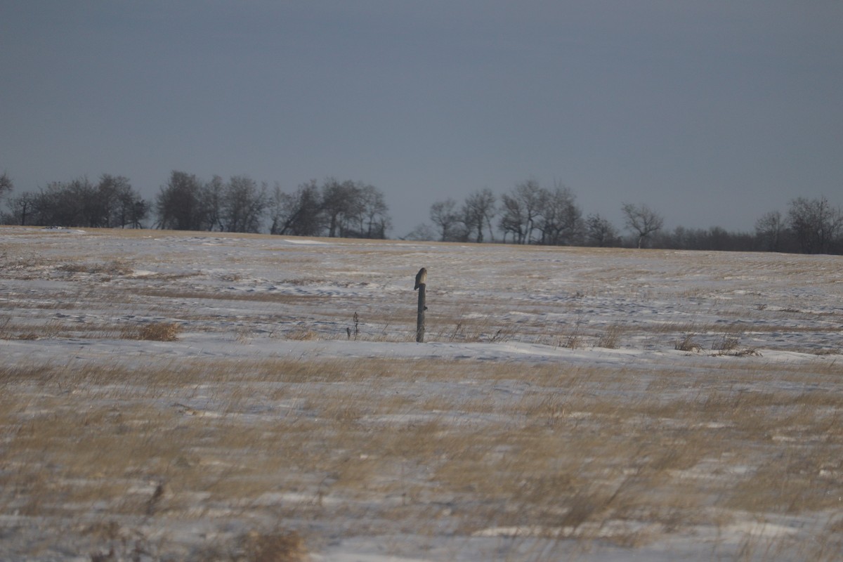 kalous pustovka - ML647331647