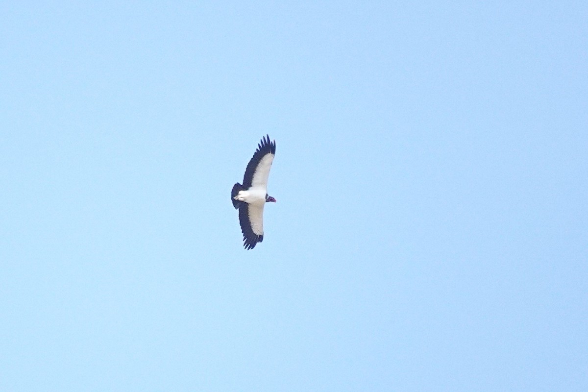 King Vulture - ML647331648