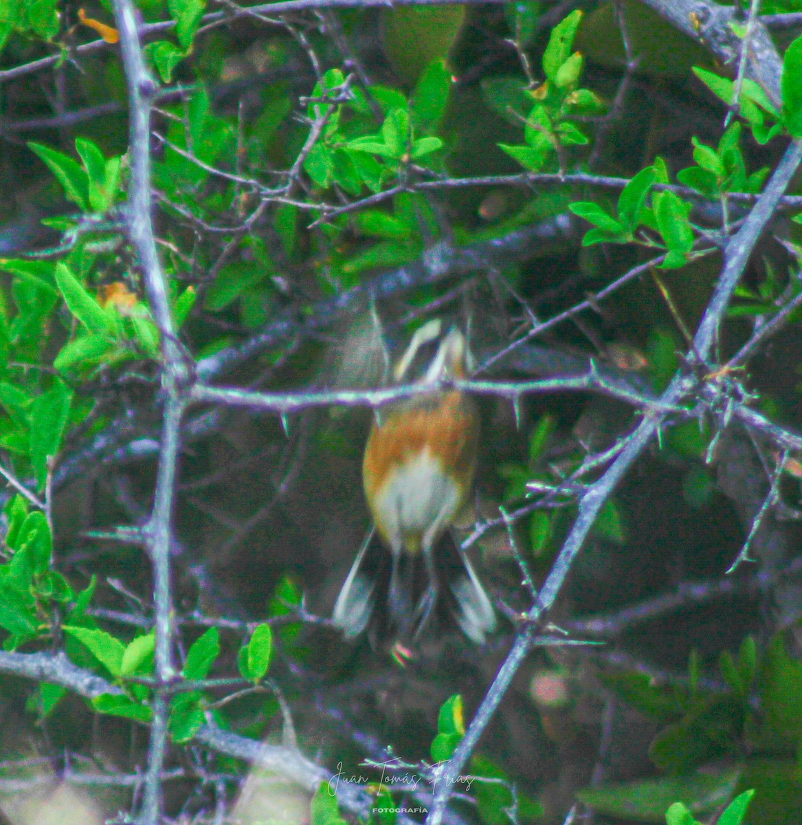 Black-and-chestnut Warbling Finch - ML647331652