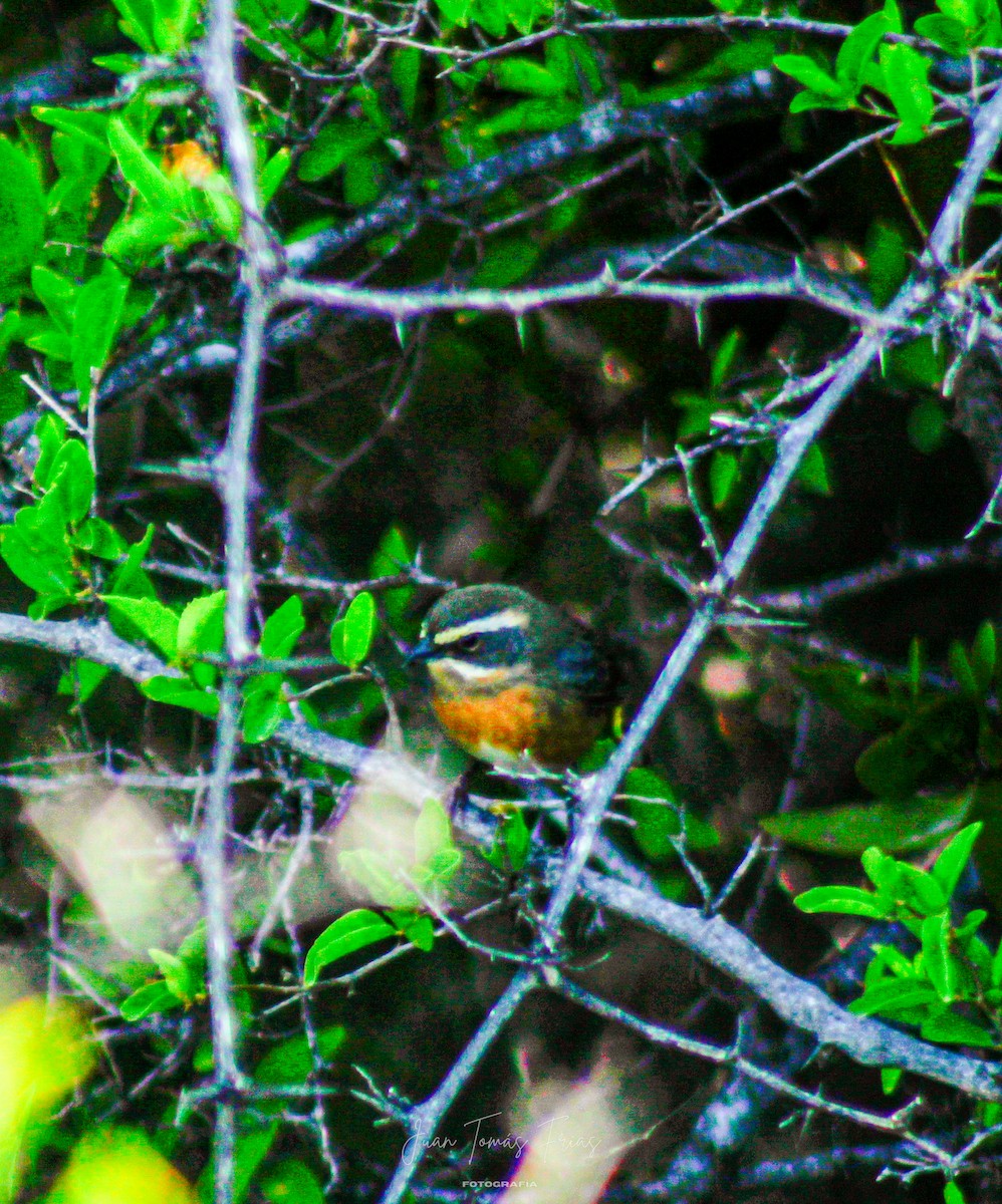 Black-and-chestnut Warbling Finch - ML647331653