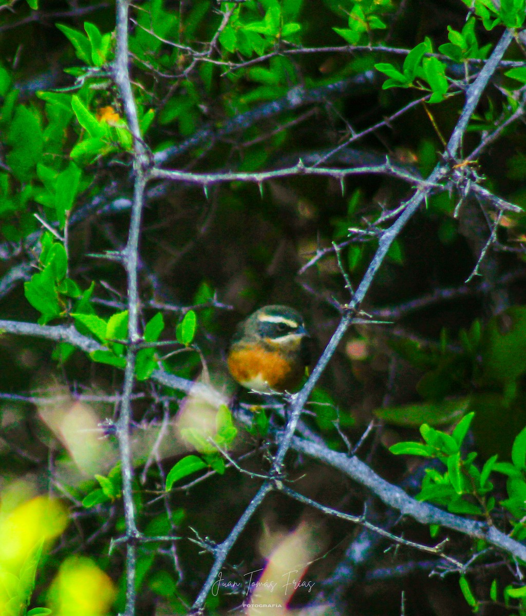 Black-and-chestnut Warbling Finch - ML647331654