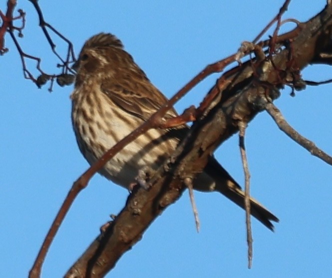 Purple Finch - ML647331655