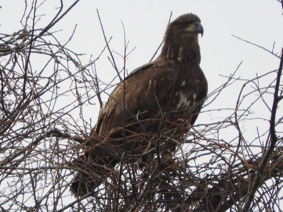 Орлан білоголовий - ML647331659
