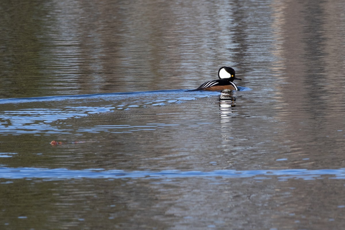 オウギアイサ - ML647331664