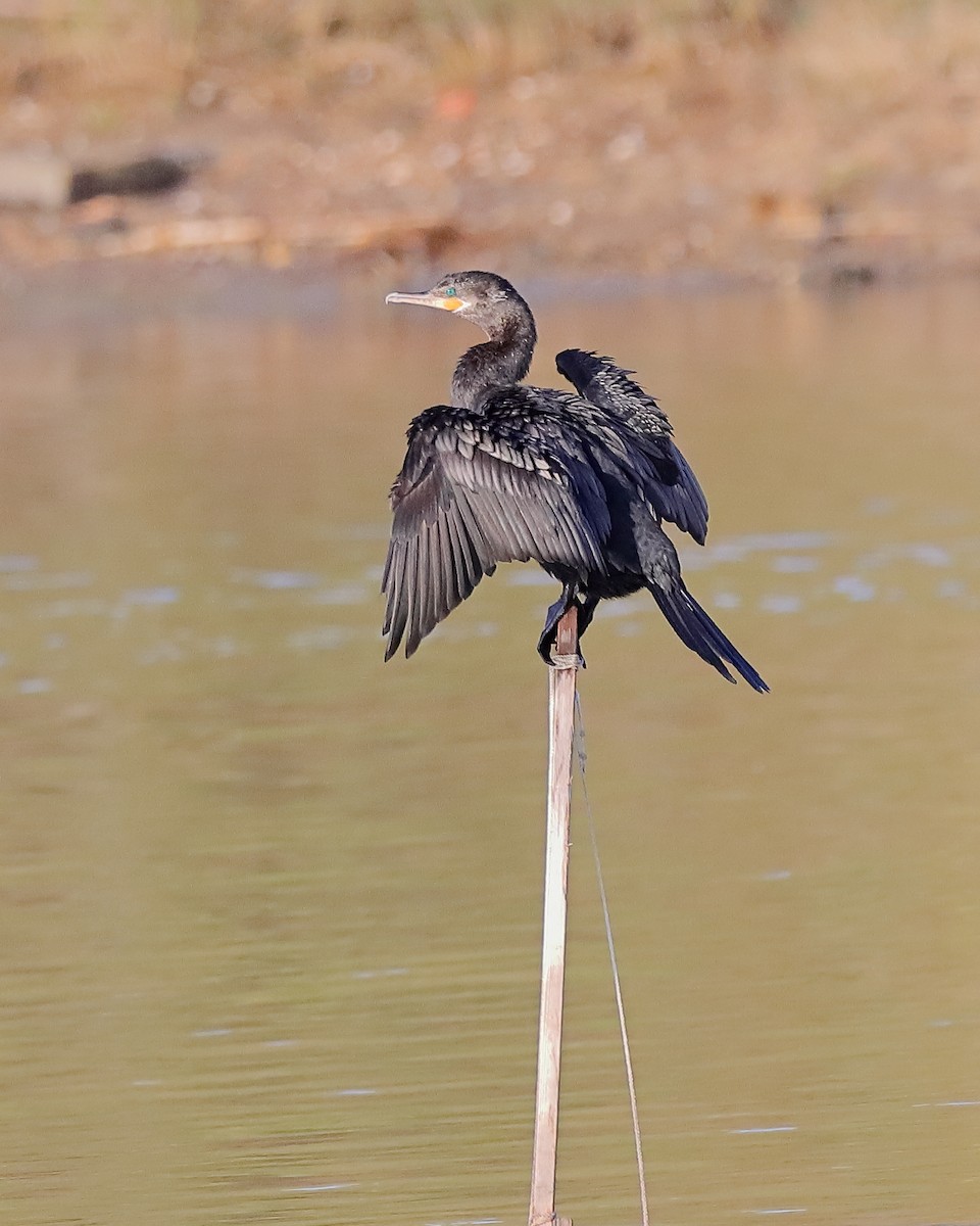 Neotropic Cormorant - ML647331665