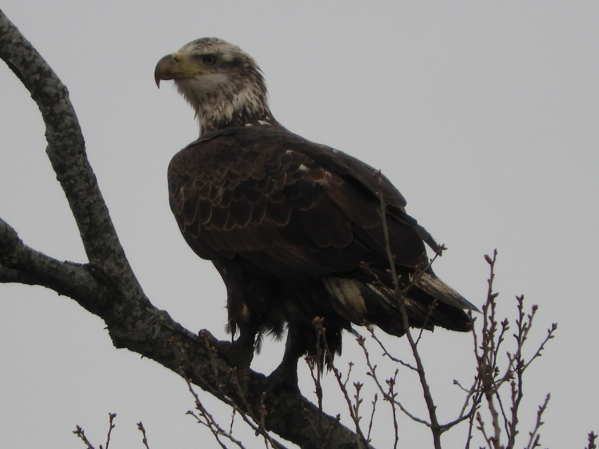 Орлан білоголовий - ML647331679