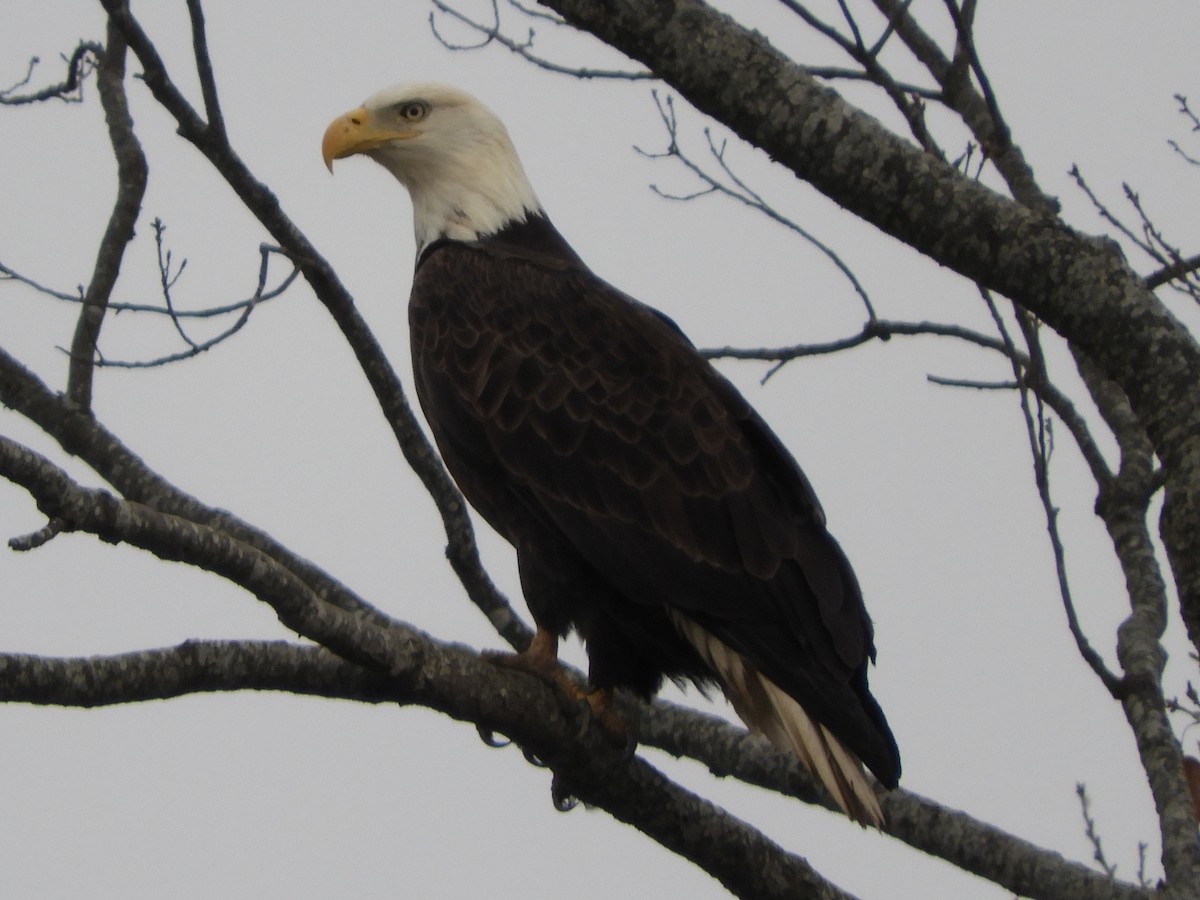 Орлан білоголовий - ML647331680