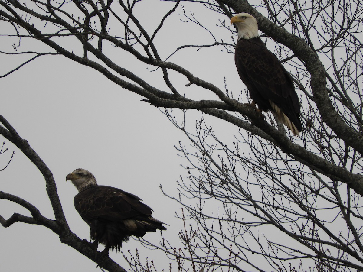 Орлан білоголовий - ML647331681
