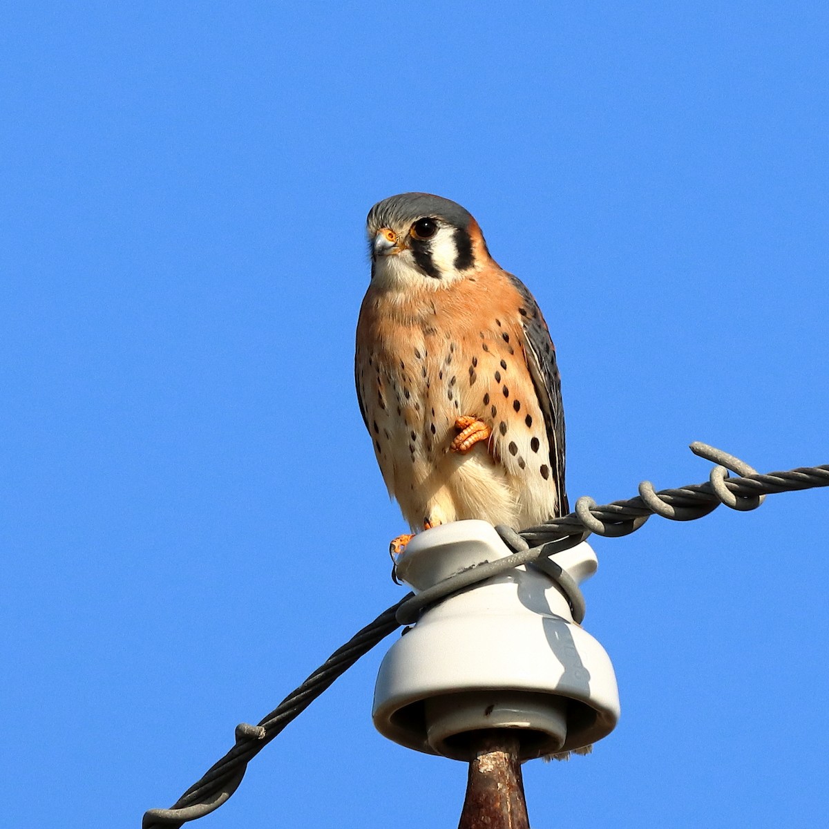 American Kestrel - ML647331689