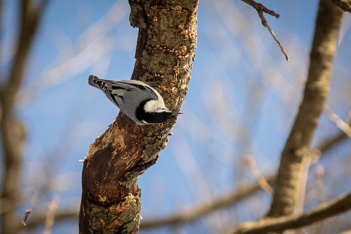 White-breasted Nuthatch - ML647331690