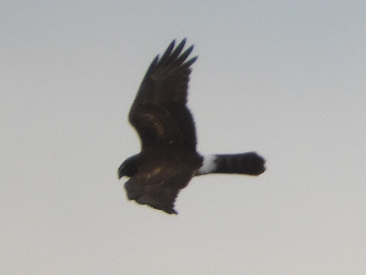 Mirotz zuri iparramerikarra - ML647331693