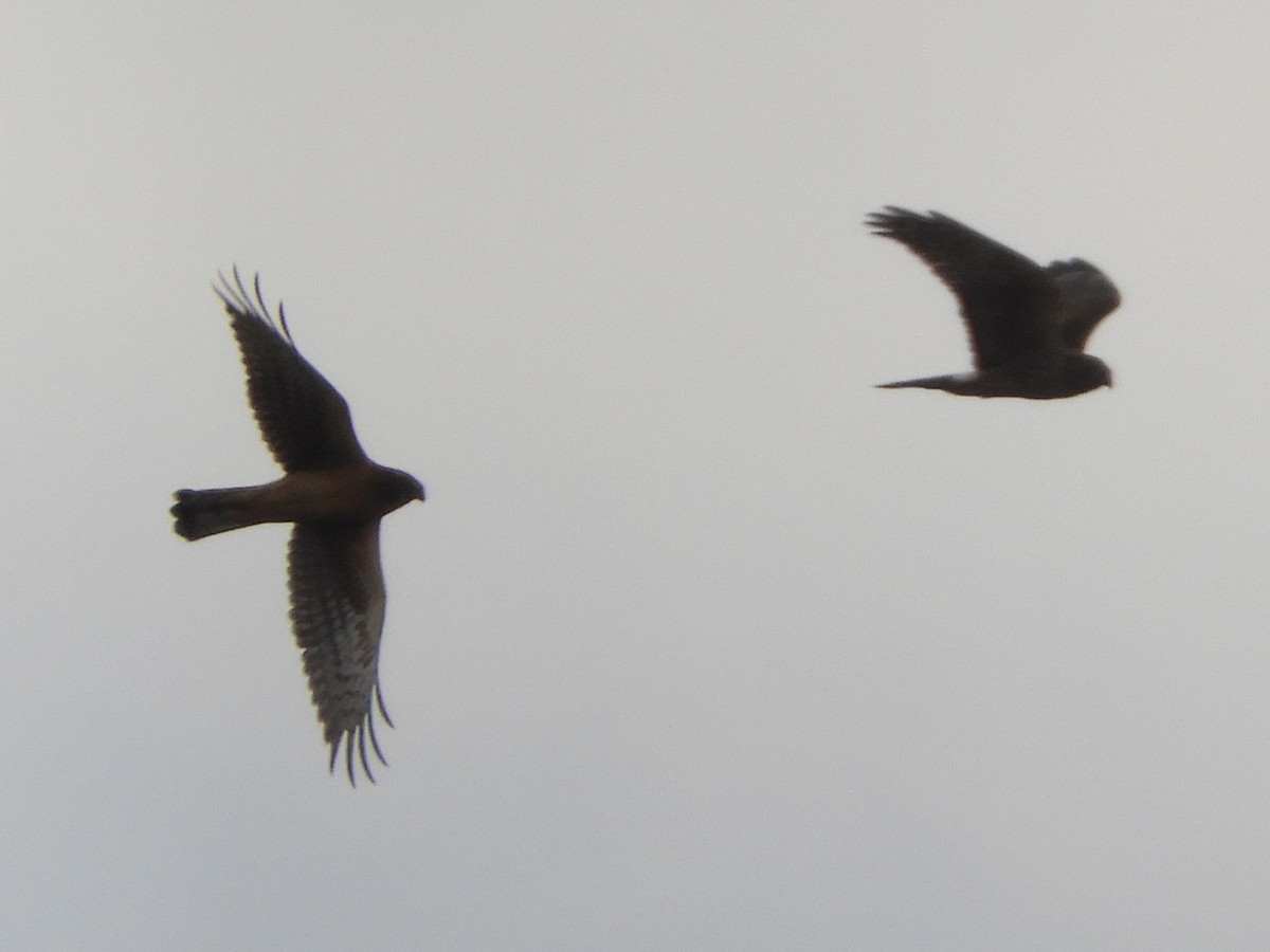 Mirotz zuri iparramerikarra - ML647331694