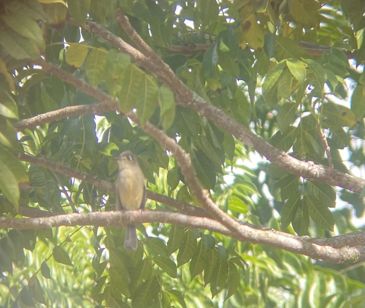 Cuban Pewee - ML647331696