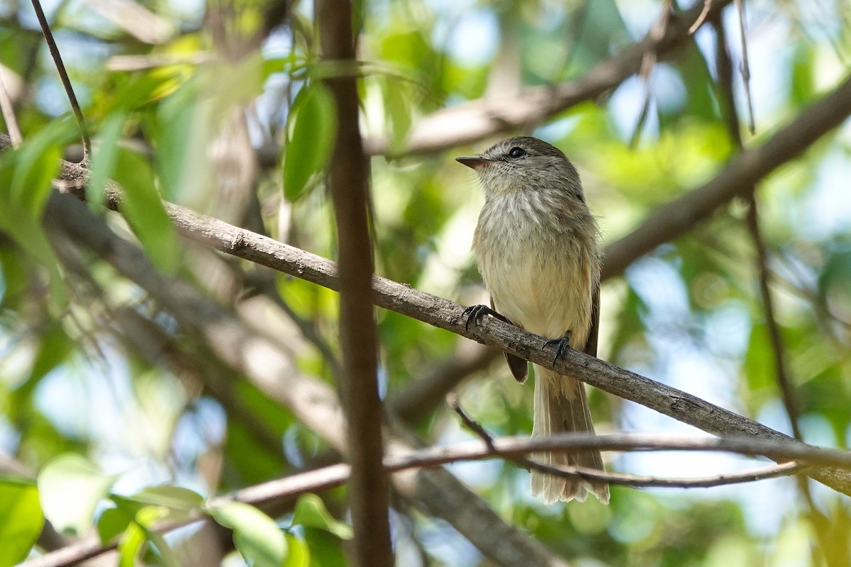 Mouse-gray Flycatcher - ML647331700