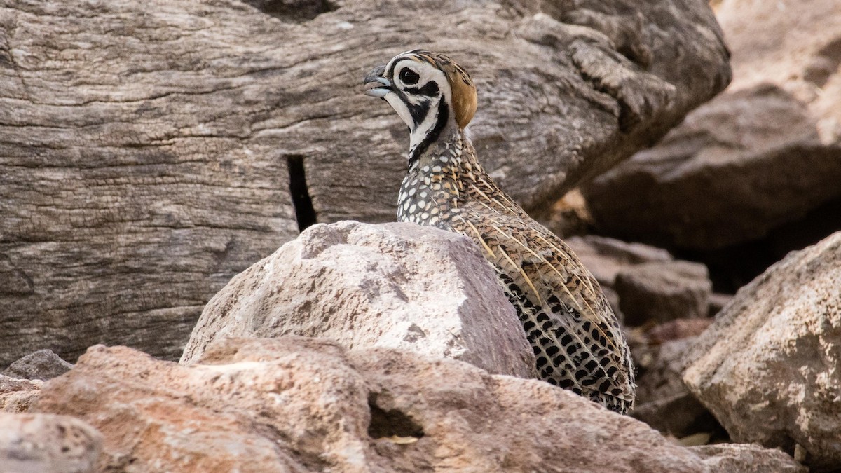 Перепелиця-клоун мексиканська - ML647331711
