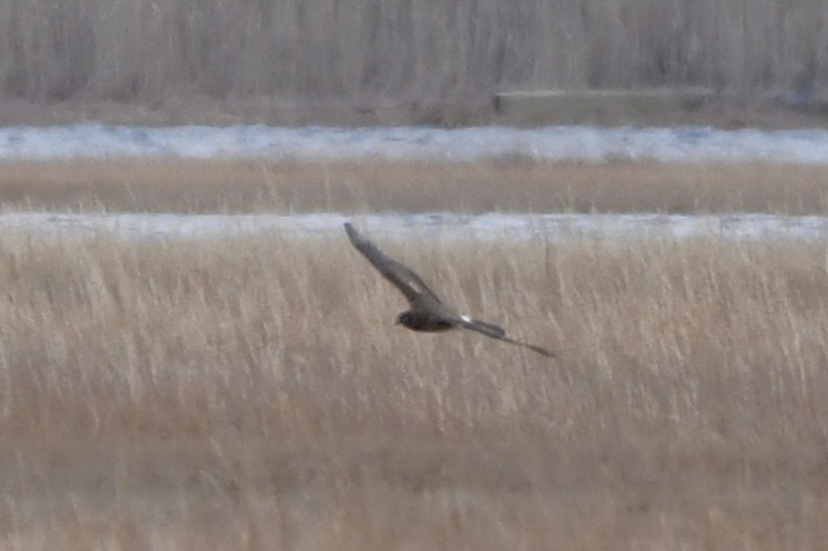 Mirotz zuri iparramerikarra - ML647331712