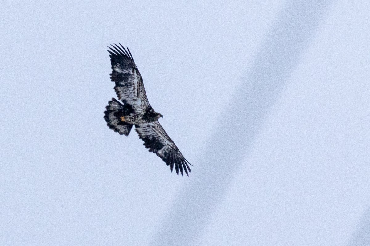 Орлан білоголовий - ML647331714