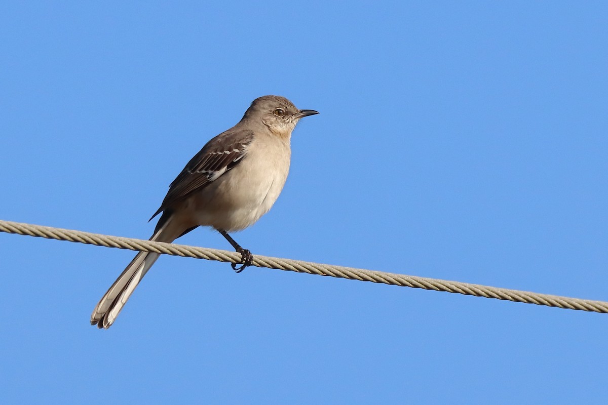 Northern Mockingbird - ML647331719