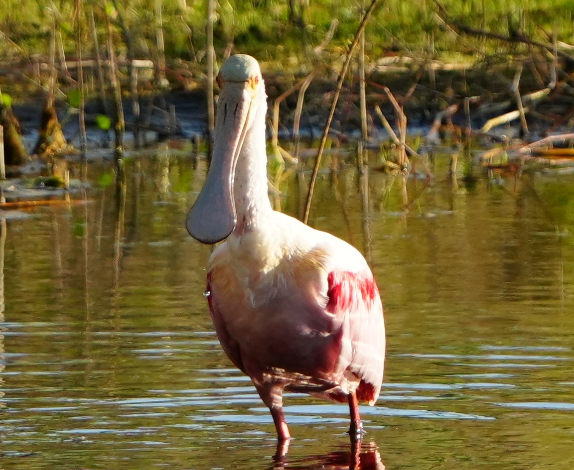 Roseate Spoonbill - ML647331728