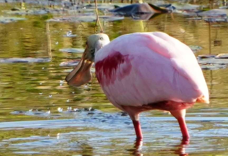 Roseate Spoonbill - ML647331739