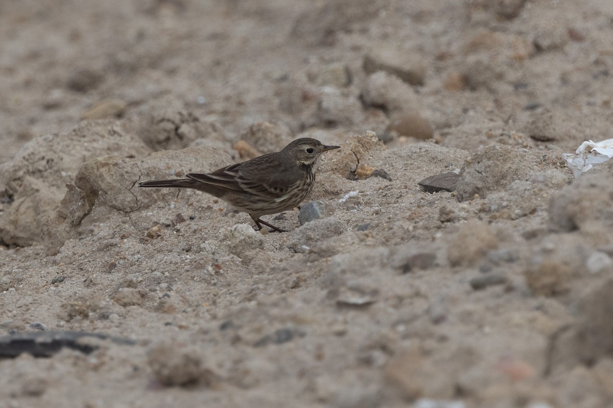 American Pipit - ML647331757