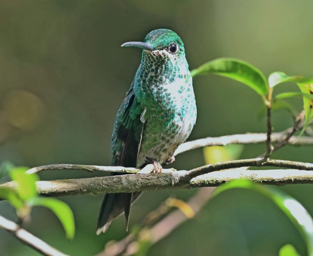 Green-crowned Brilliant - ML647331776