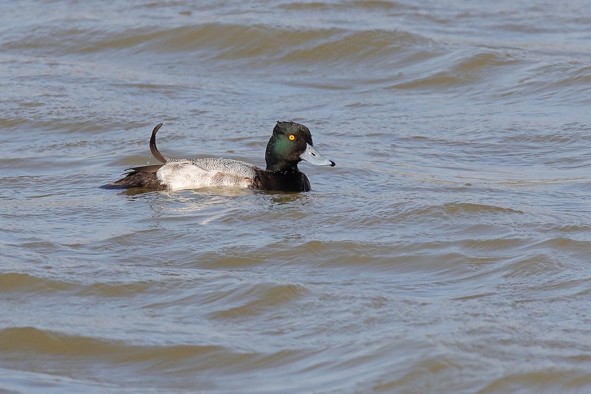 コスズガモ - ML647331778