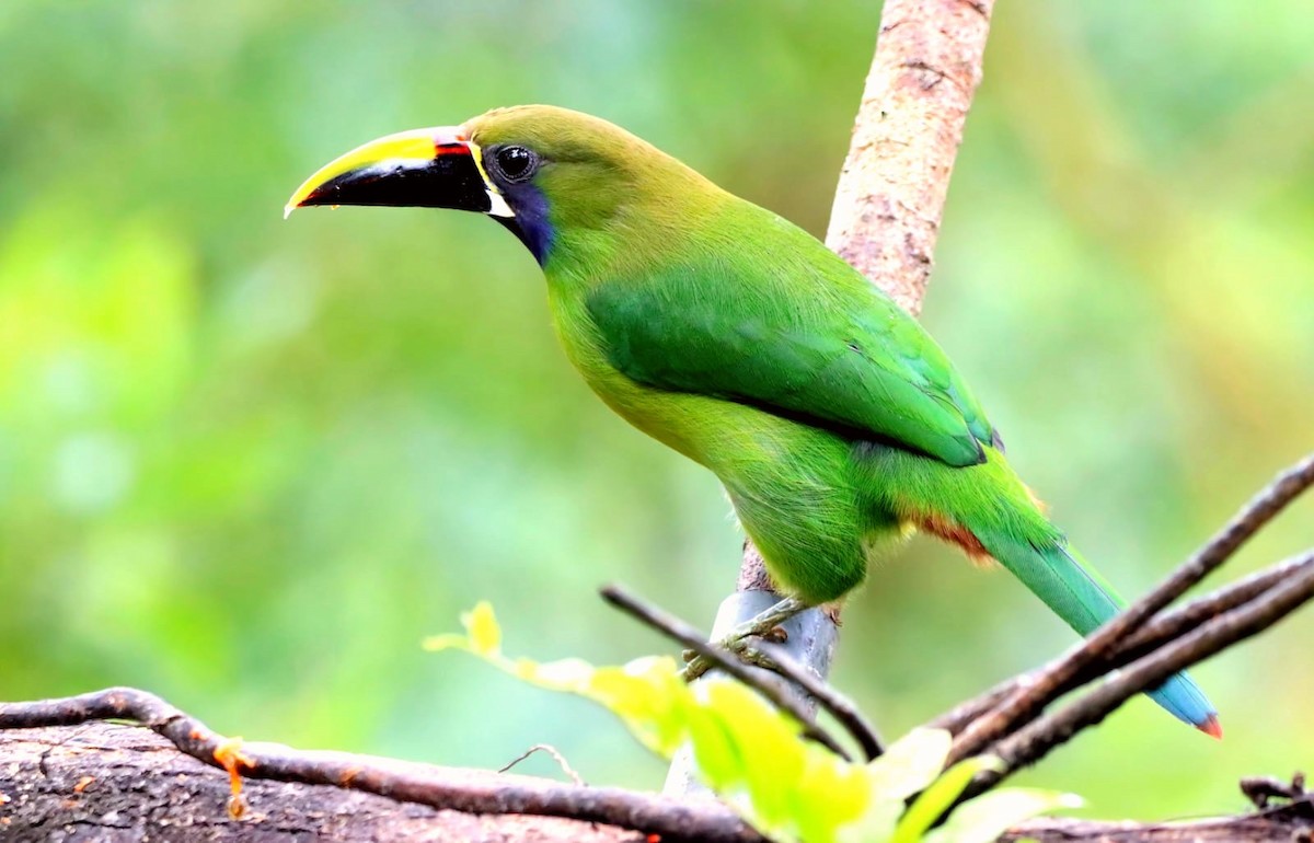 Northern Emerald-Toucanet - ML647331783