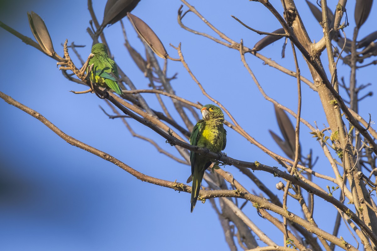 Orange-fronted Parakeet - ML647331786