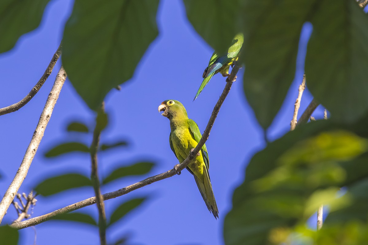 Orange-fronted Parakeet - ML647331787